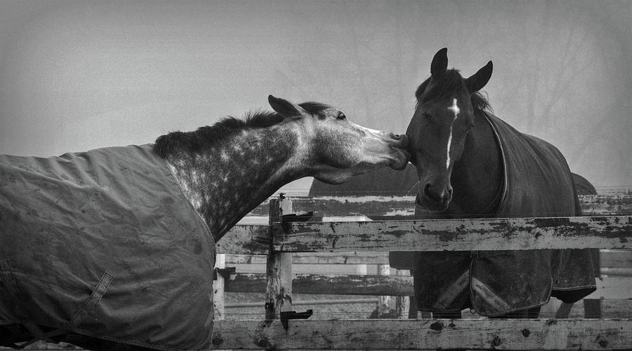 Equine Love by Michael Potts Equine Love by Michael Potts