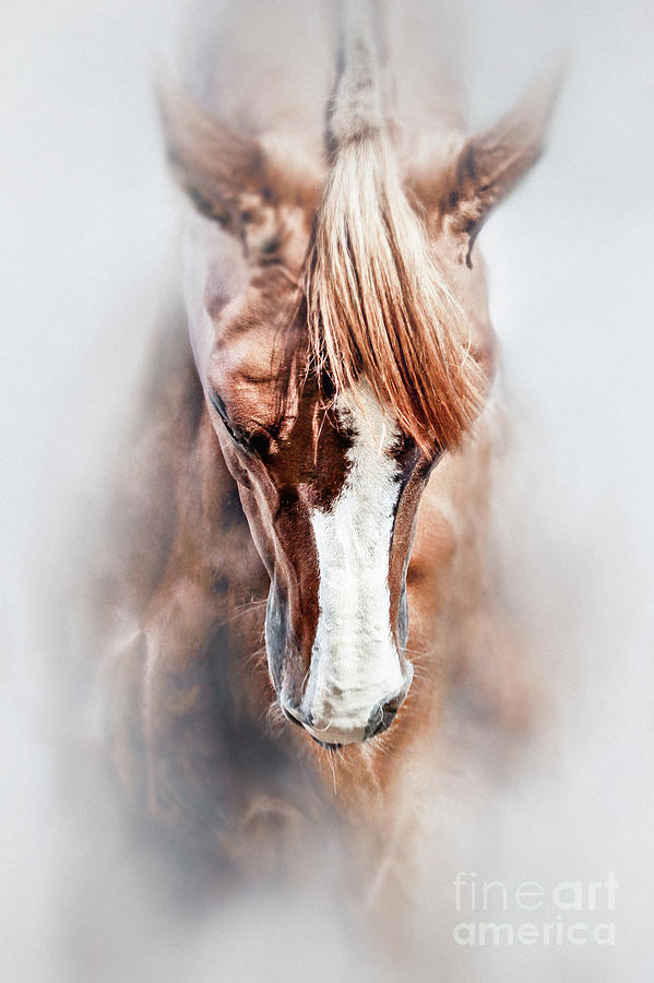 Equine portrait Beautiful thoroughbred horse head Photograph by Dimitar Hristov