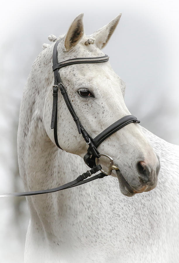 Equine Portrait VI Photograph by Athena Mckinzie