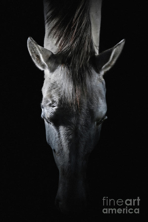 Equine portrait White horse head on top Photograph by Dimitar Hristov