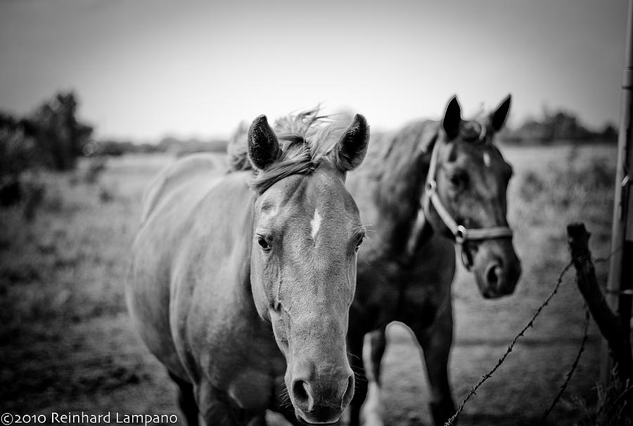 Horse Photograph - Equine. by Reinhard Lampano
