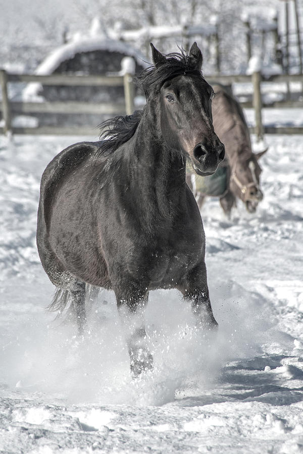 Winter Photograph - Equine Snowy Morning by Betsy Knapp