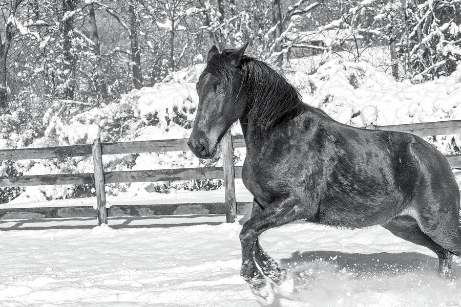 Equine Snowy Winter Country Photograph