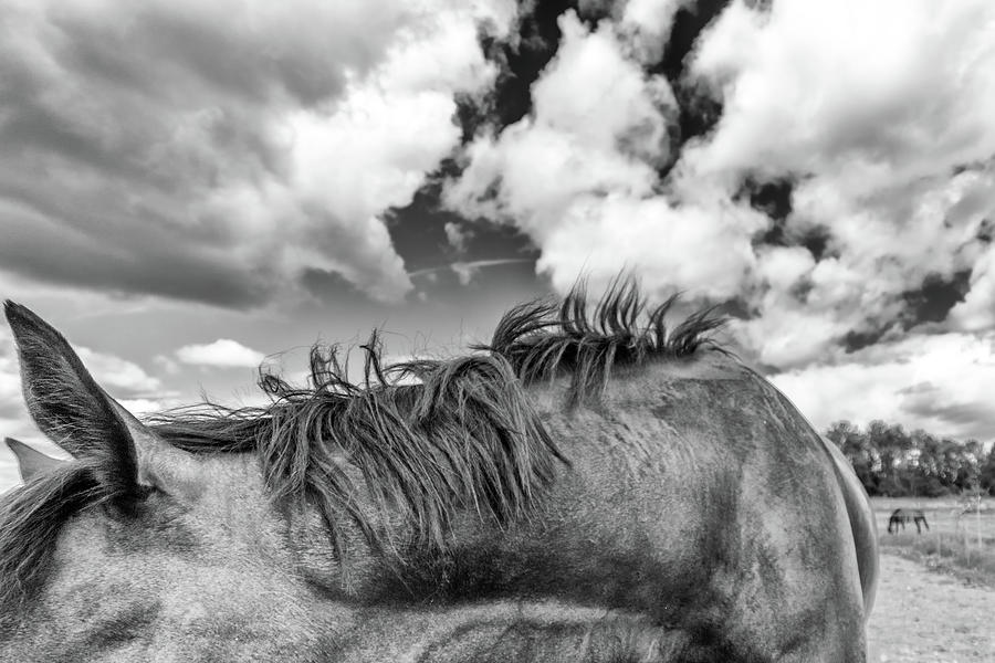 Equine Photograph by Stelios Kleanthous