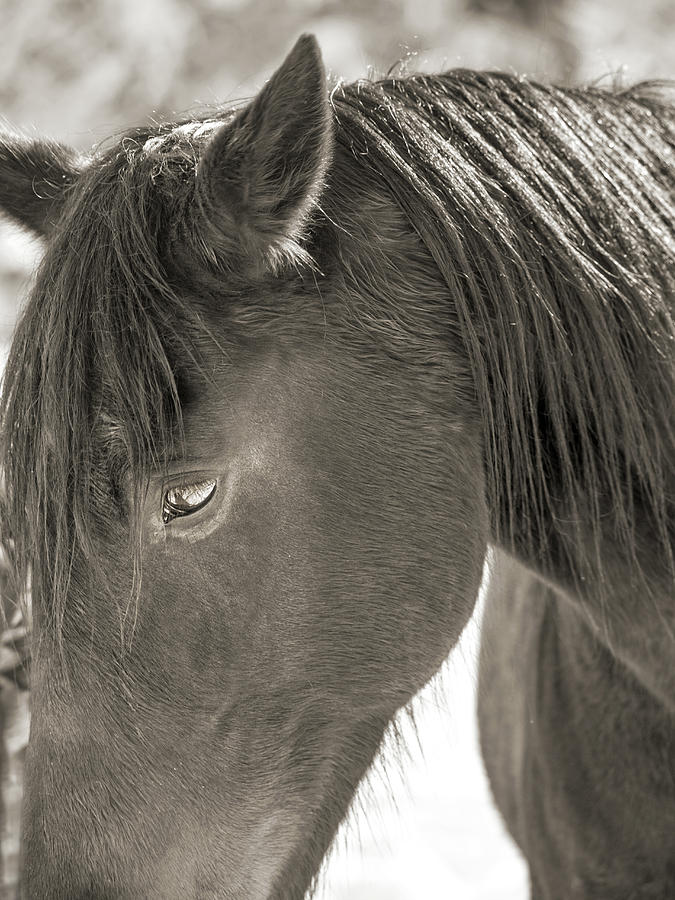 Equine Thoughtful Moments Near Virginia Tech Photograph
