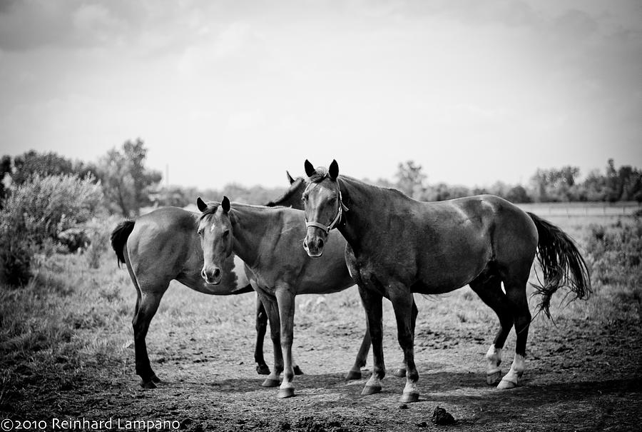 Horse Photograph - Equine Too. by Reinhard Lampano