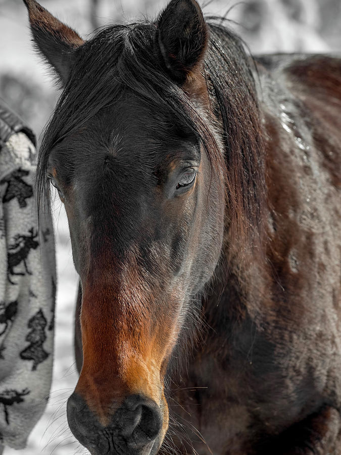 Equine Winter Wooly Portrait Photograph