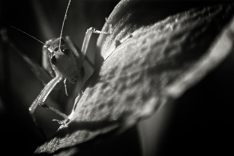 Eraserhead Cricket Photograph by Brian Hale