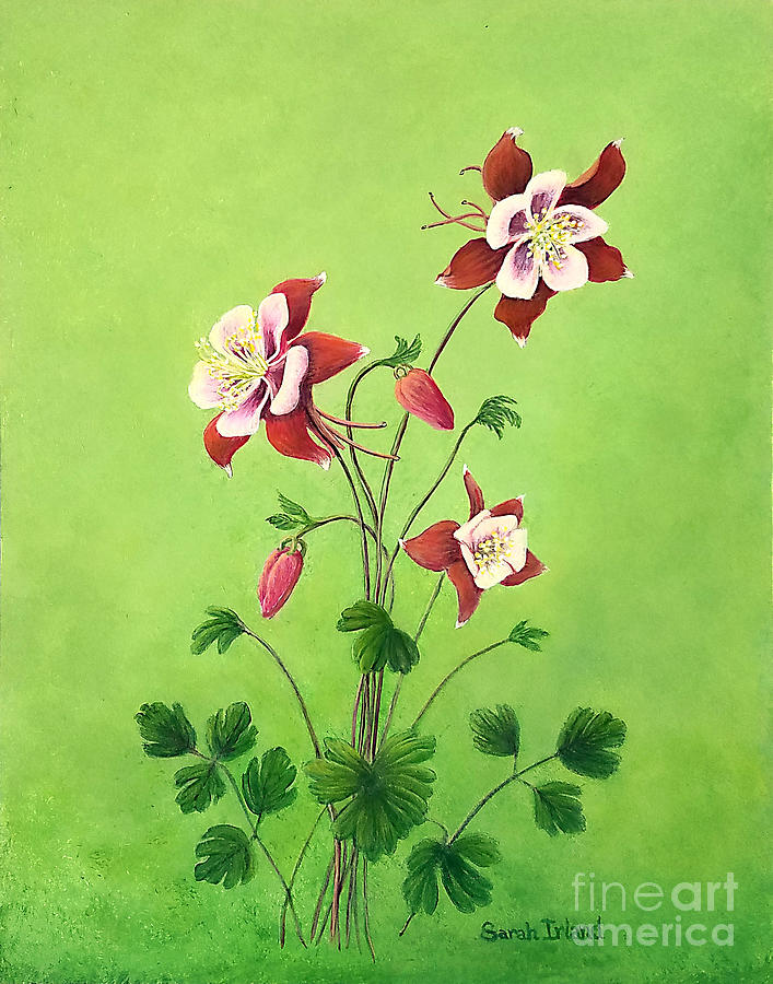 Eastern Red Columbine by Sarah Irland Eastern Red Columbine by Sarah Irland