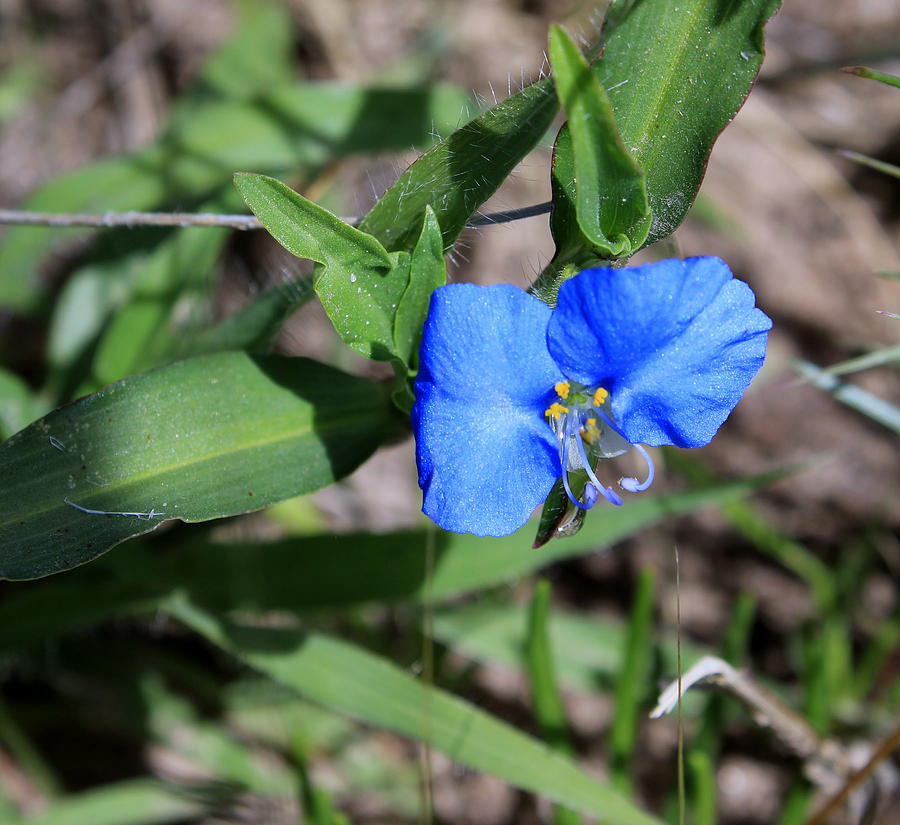 Erect Dayflower Photograph by Laura McWha | Fine Art America