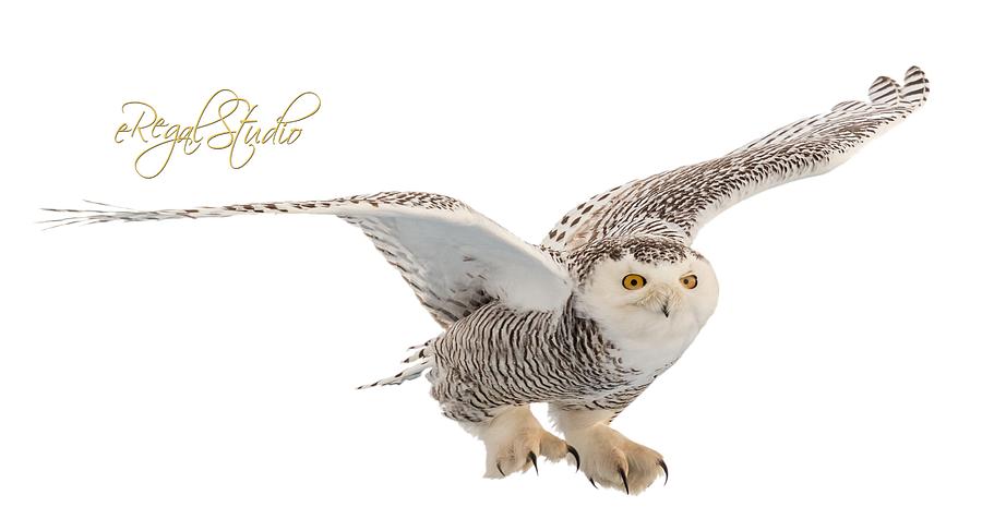 eRegal Studio Snowy Owl graphic Photograph by Everet Regal