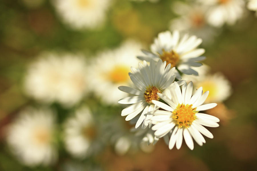 Erigeron Annuus Daisy Like Wildflower Photograph by Joni Eskridge