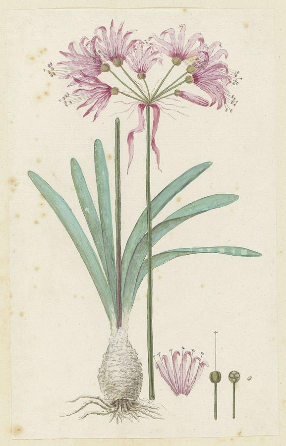 erine humilis Jacq. Herb. Amaryllis humilis, Robert Jacob Gordon, 1777 - 1786 Painting