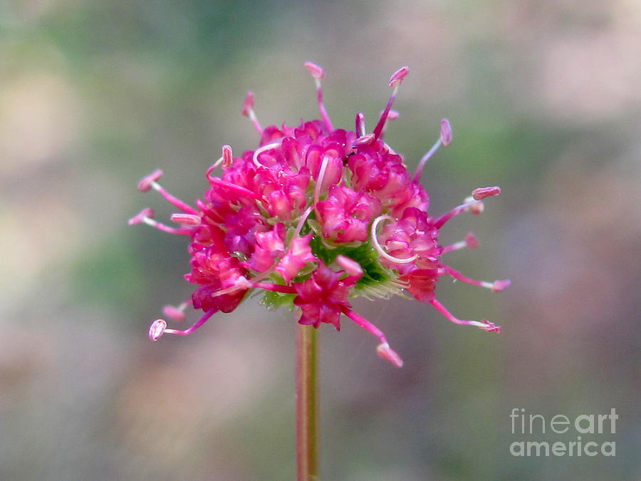 Flower Photograph - Eriogonum pyrolaefolium by Irina Hays