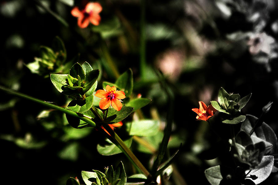 Flowers Still Life Photograph - Eriostemon buxifolius  by Miroslava Jurcik