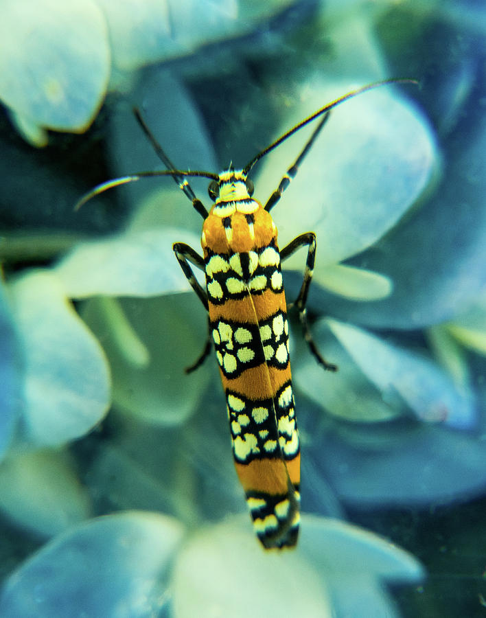 Ermine Moth on Blue Hydrangea Photograph by Douglas Barnett