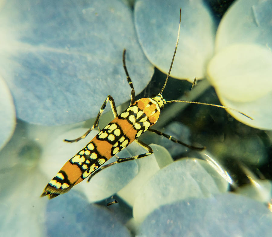 Ermine Moth with Lovely Ermine Wings Photograph by Douglas Barnett