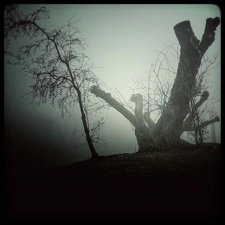 Tree Photograph - Erster Nebel Des Neuen Jahres / First by Norman Wnuck