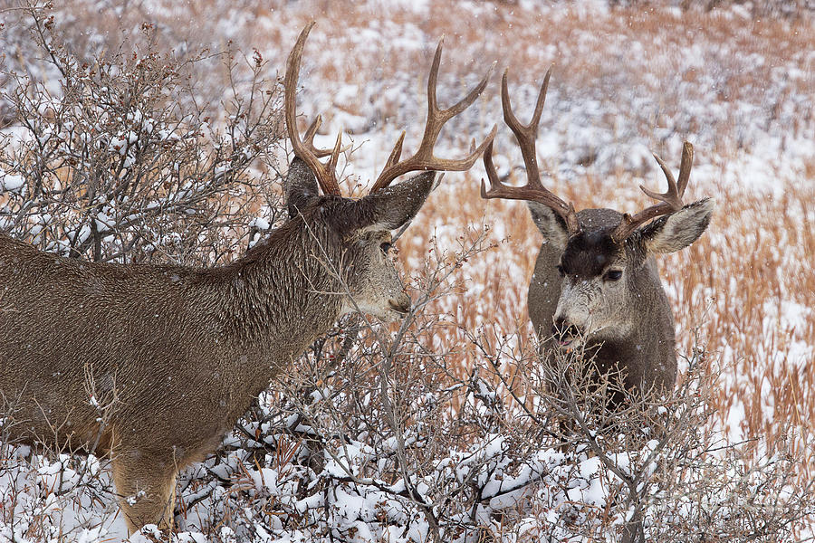 Mule Deer Photograph - Erstwhile Rivals by Jim Garrison