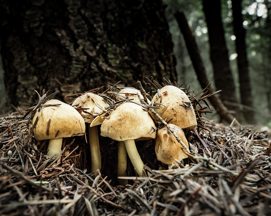 Erupting Mushrooms Photograph by Jean Noren