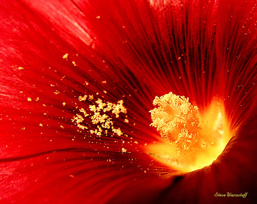 Eruptive Pollen Photograph by Steve Warnstaff