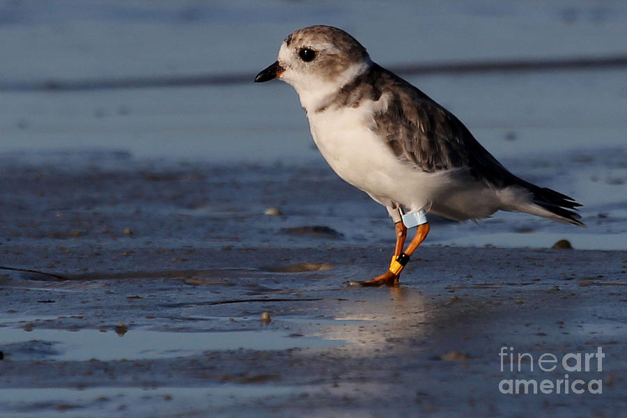 Erwin - Piping Plover Photograph