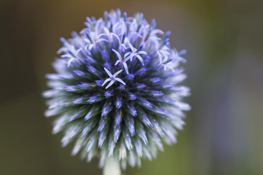 Eryngium Photograph by Frank Fullard - Fine Art America