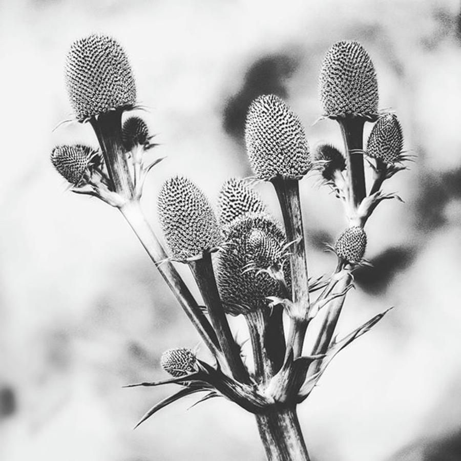 Summer Photograph - Eryngium
#flower #flowers by John Edwards