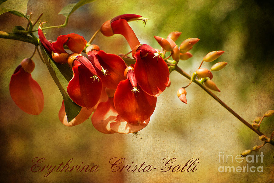 Erythrina Crista-Galli Photograph by Mary Jane Armstrong