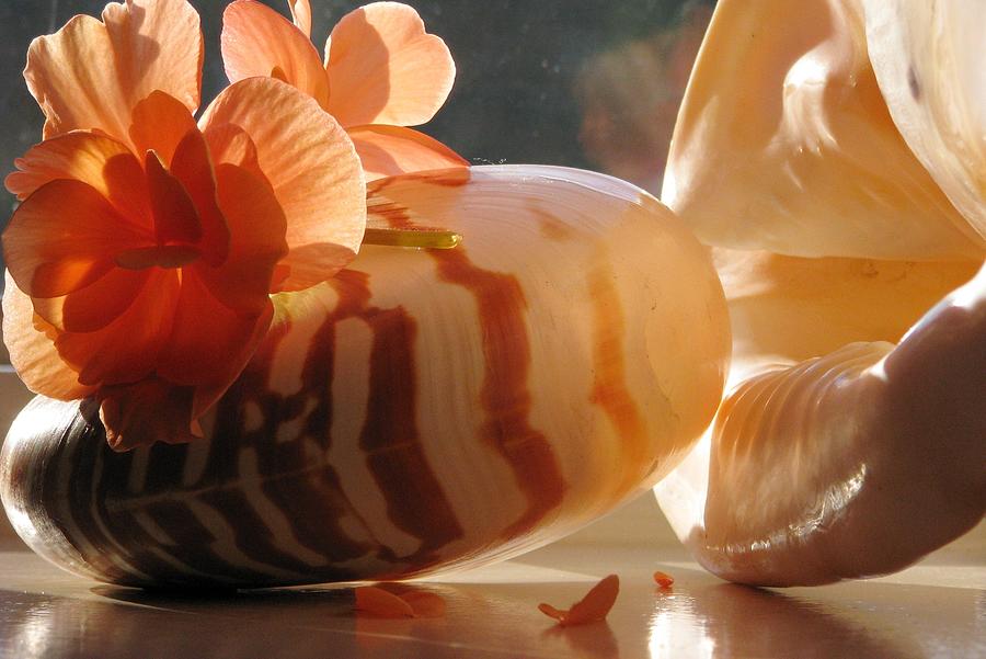 Chambered Nautilus Photograph - Escape To The Sea by Angela Davies