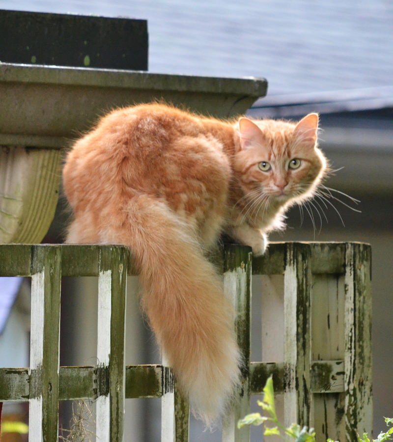Escapee The Orange Tabby Cat Photograph by rd Erickson