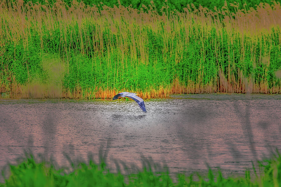 Escaping blue heron June 2016 Photograph by Leif Sohlman