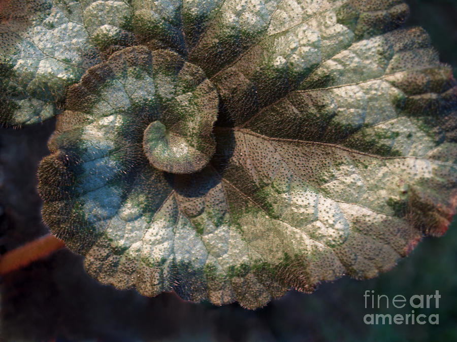 Escargot Begonia Photograph by Anna Lisa Yoder