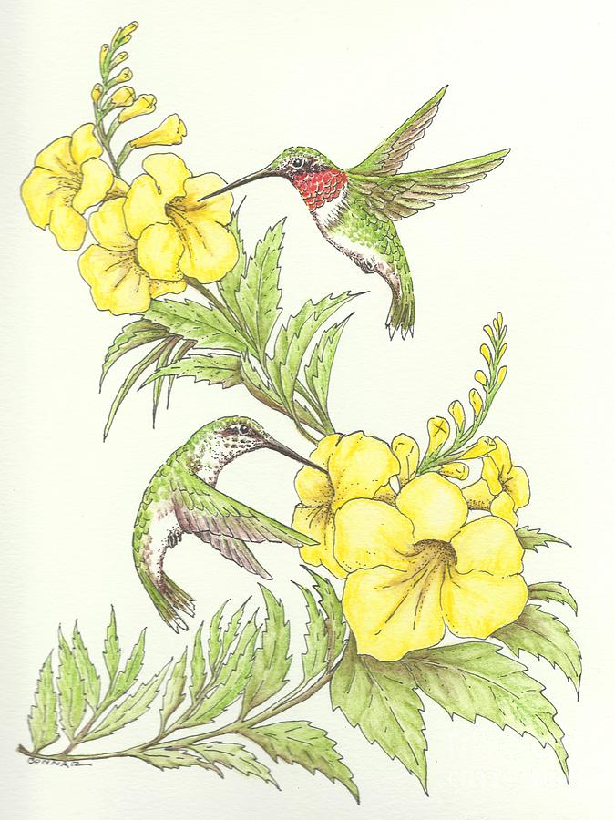 Ruby Throated Hummingbird Drawing - Esperanza Duet by Sue Bonnar Ruby Throated Hummingbird Drawing - Esperanza Duet by Sue Bonnar