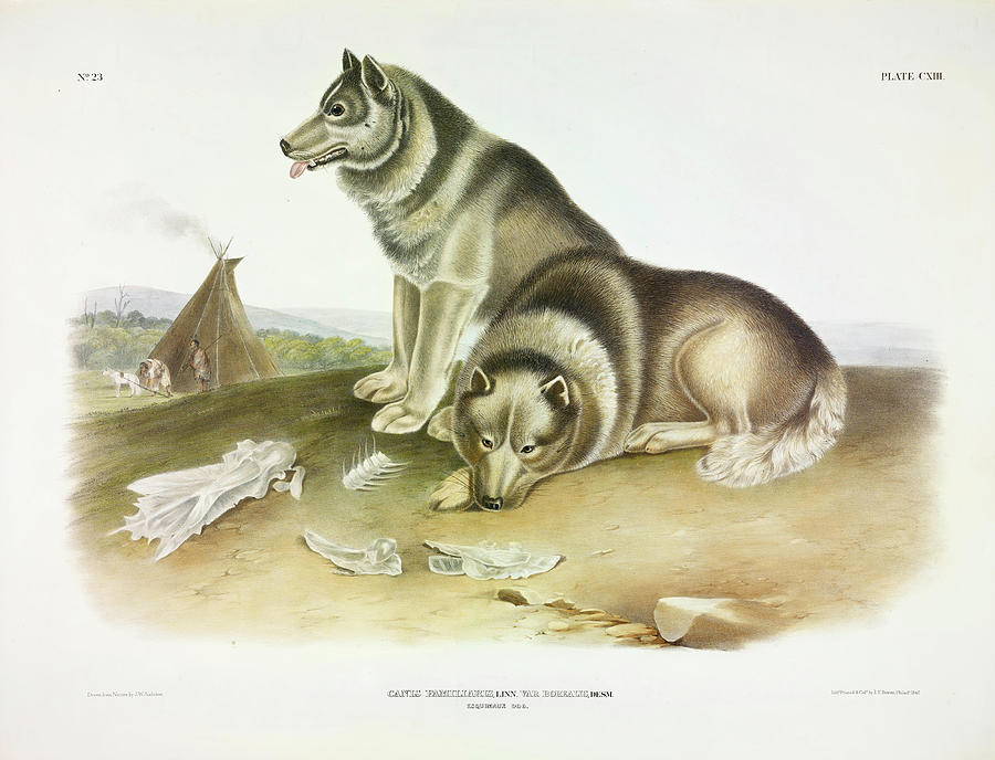 Esquimaux Dog Painting by John James 