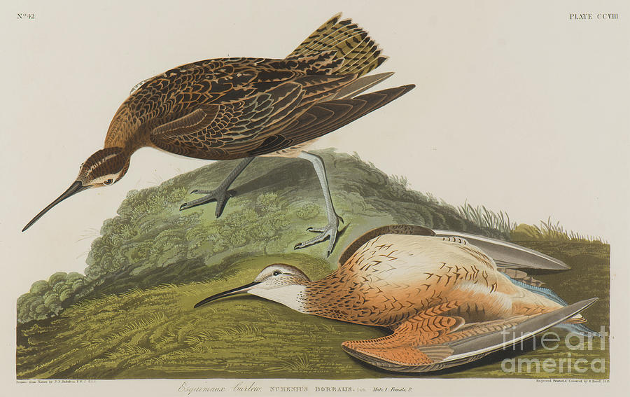 Esquimax Curlew, 1834 Painting by John James Audubon