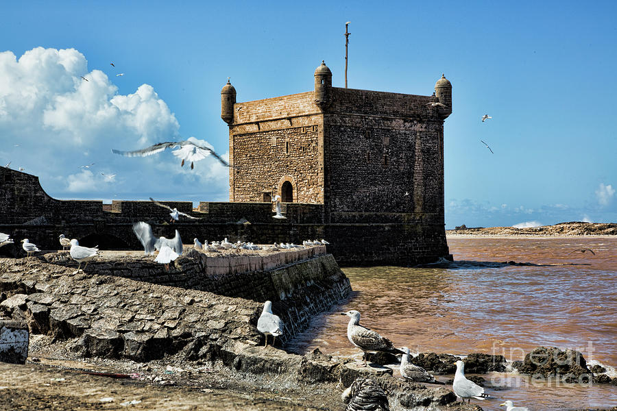Essaouira Median Seagulls Port  Photograph by Chuck Kuhn