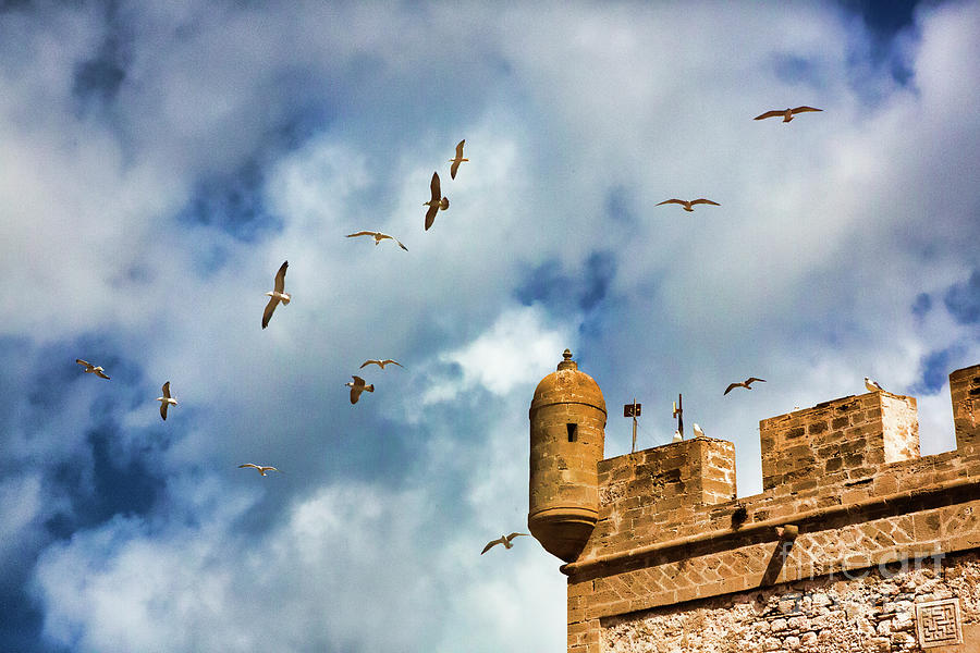 Essaouira Wall Seagulls  Photograph by Chuck Kuhn