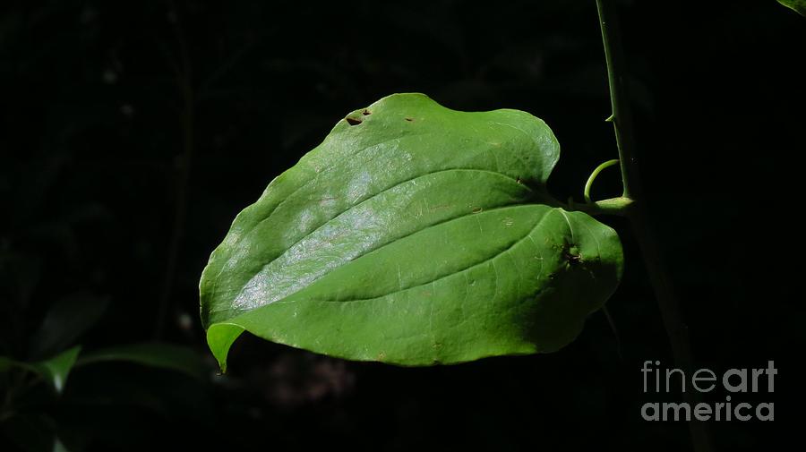Essence of a Leaf Photograph by Anita Adams