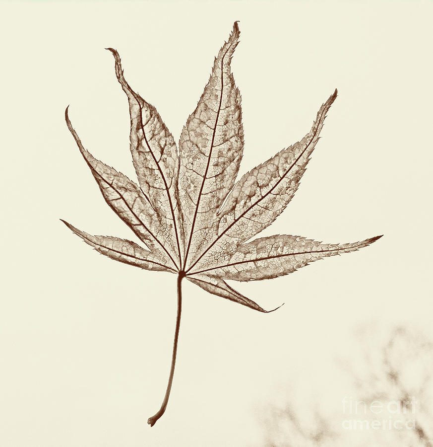Essence of a Leaf Photograph by Karen Adams