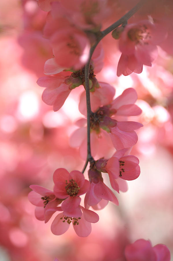 Spring Photograph - Essence of Beauty by Jenny Rainbow