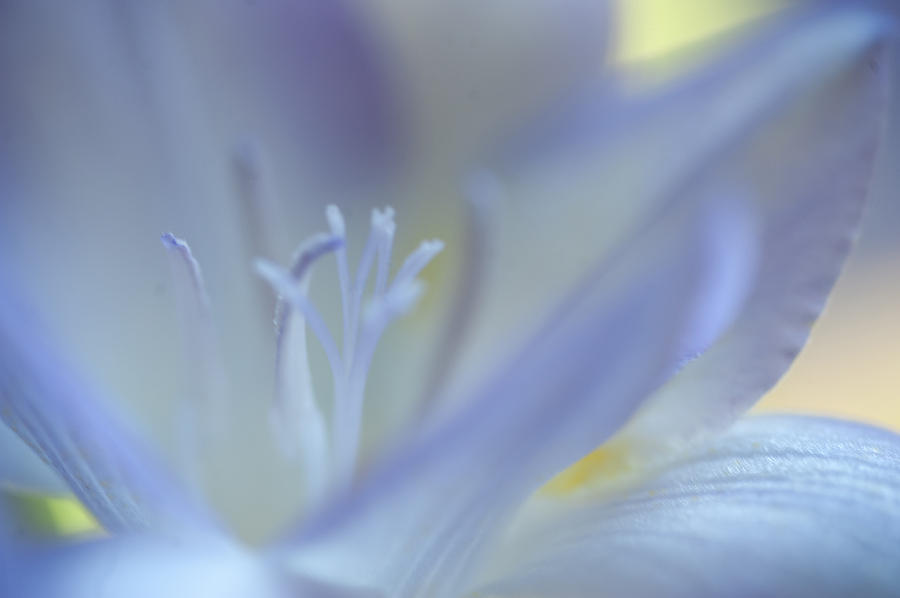 Flower Photograph - Essence of Blue by Jenny Rainbow
