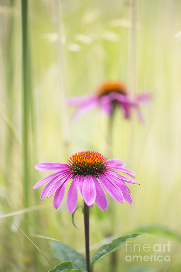 Flower Photograph - Essence of Echinacea by Tim Gainey