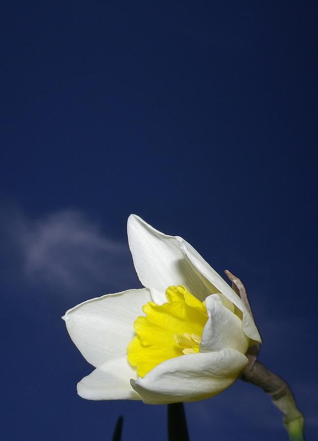 Essence Of Spring Photograph by Richard Brookes