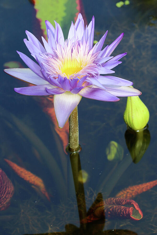 Essence of the Water Lily Photograph by Mary Anne Delgado