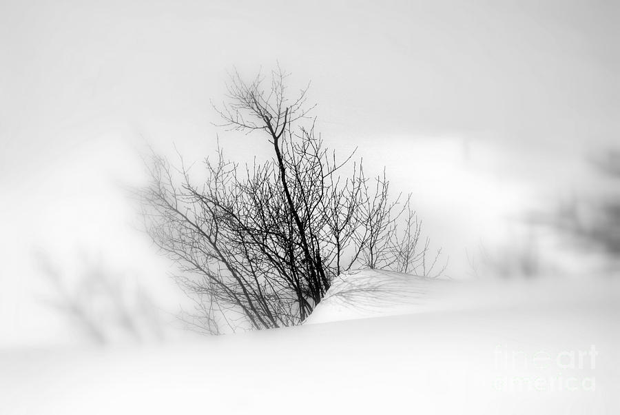 Essence of Winter Photograph by Elfriede Fulda
