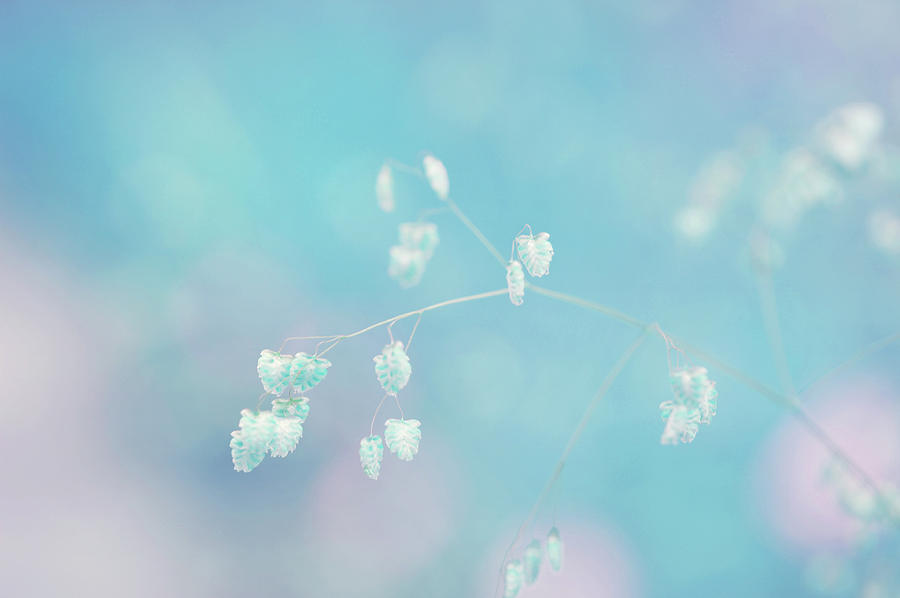 Essential Lightness. Blue Meadow Photograph by Jenny Rainbow