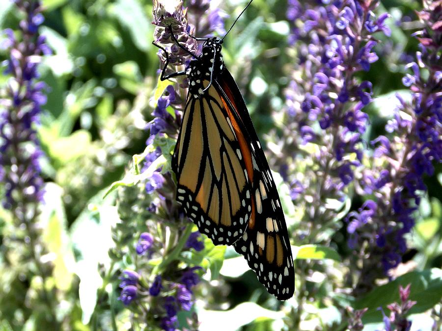 Nature Photograph - Essential... Monarch Butterfly  in Lavender by Trinkets  Legacy