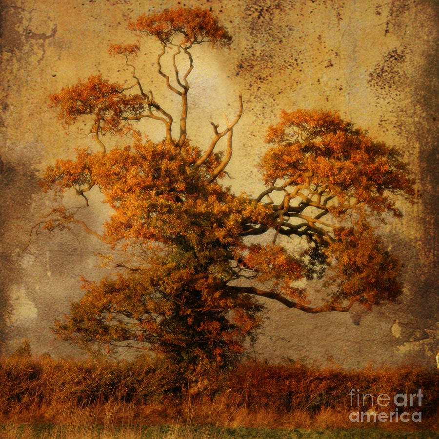 Tree Photograph - Estampe Tree by Sonia Stewart