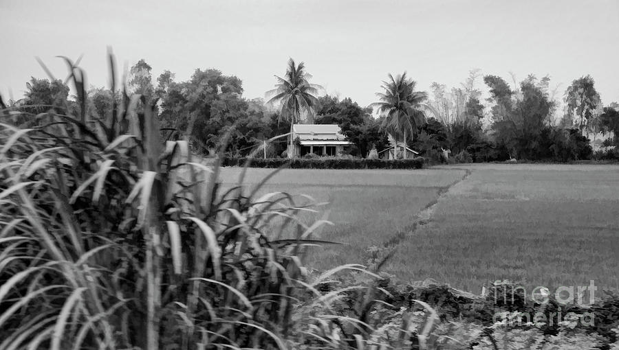 Estate Landscape BW Vietnam  Photograph by Chuck Kuhn